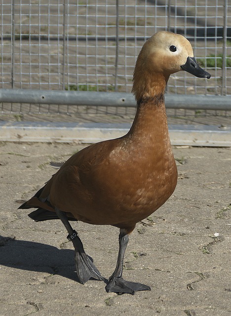 船和湖人